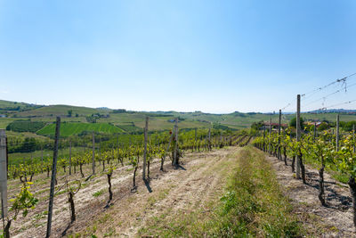 Scenic view of vineyard against sky