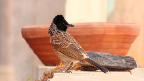 Close-up of bird perching on wood