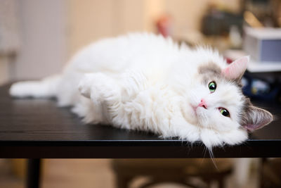 Close-up portrait of white cat relaxing on dining table