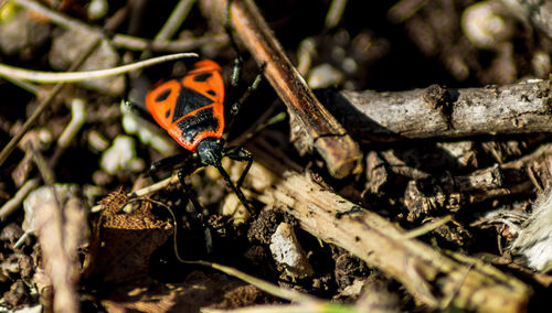 Close-up of ladybug on leaf