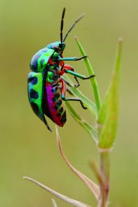Close-up of insect on plant