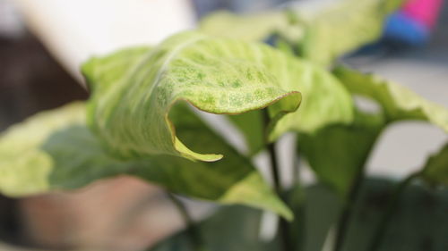 Close-up of green leaf