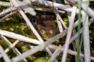 High angle view of lizard on land