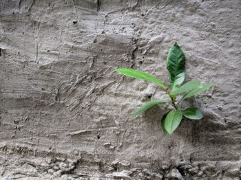 Close-up of leaves on plant against wall