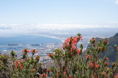 Close-up of flowering plants by sea against sky