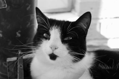 Close-up portrait of a cat