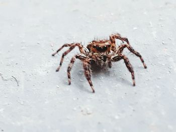 Close-up of spider