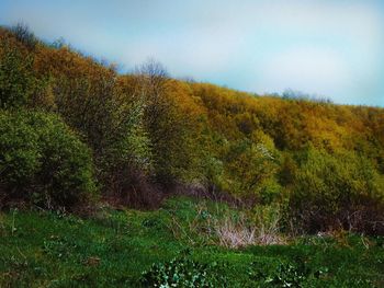 Scenic view of forest against sky during autumn