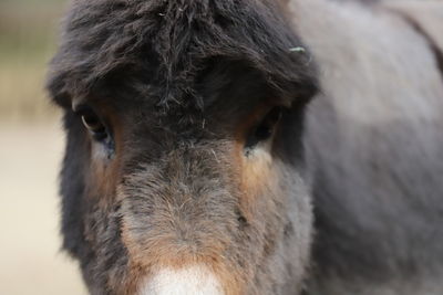 Close-up portrait of a horse