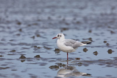 Single seagull resting in the wadden sea