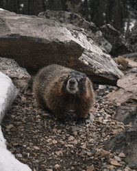 High angle view of groundhog on rock