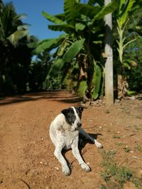 Dog on field