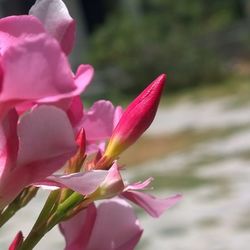 Close-up of pink flowers