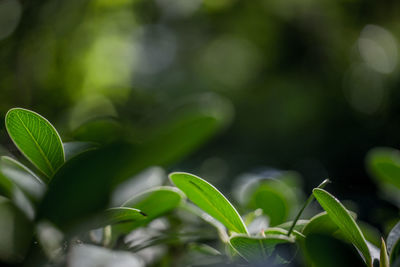 Close-up of leaves against blurred background