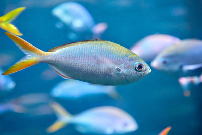 Close-up of fish swimming in sea