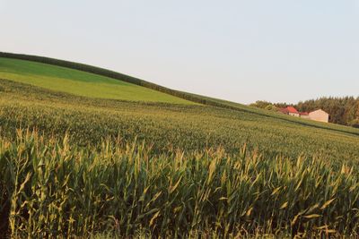 Scenic view of agricultural field against clear sky