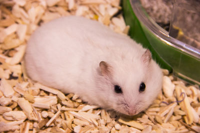 High angle view of a rabbit