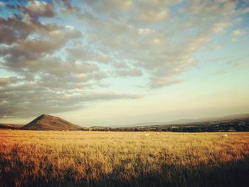 Scenic view of field against sky