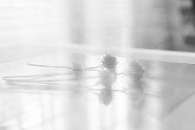 Close-up of plant against blurred background