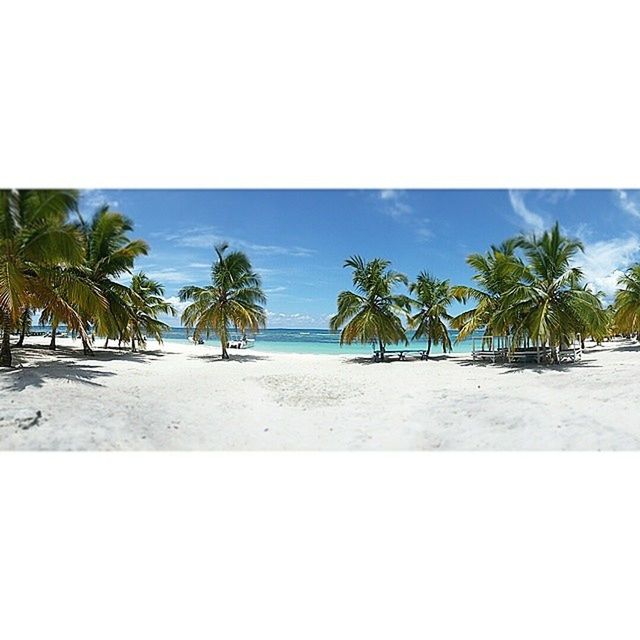 sea, palm tree, beach, horizon over water, water, sand, tree, shore, tranquil scene, tranquility, scenics, sky, beauty in nature, nature, coastline, vacations, blue, clear sky, idyllic, tropical climate