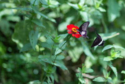 Butterfly on flower