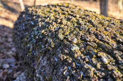 Close-up of moss on rock