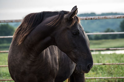 Close-up of horse on field against sky