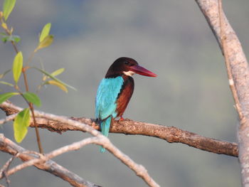 Close-up of bird perching on branch