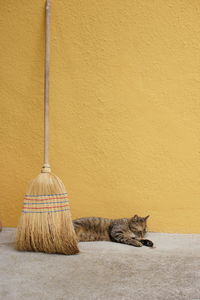 High angle view of a cat on wall