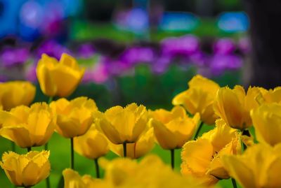 Close-up of yellow flower