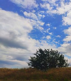 Trees on field against sky