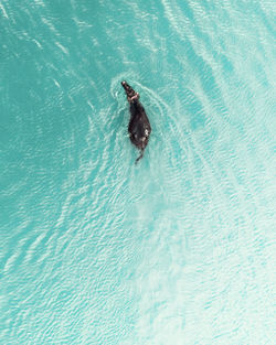 High angle view of buffalo in the blue lake