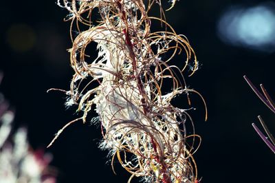 Close-up of illuminated lights against black background