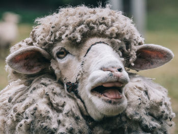 Close-up portrait of a sheep