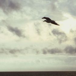 Seagull flying over sea against sky