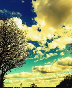 Low angle view of trees against sky