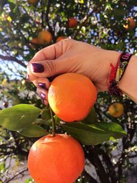 Close-up of hand holding orange