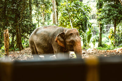 Elephant in forest