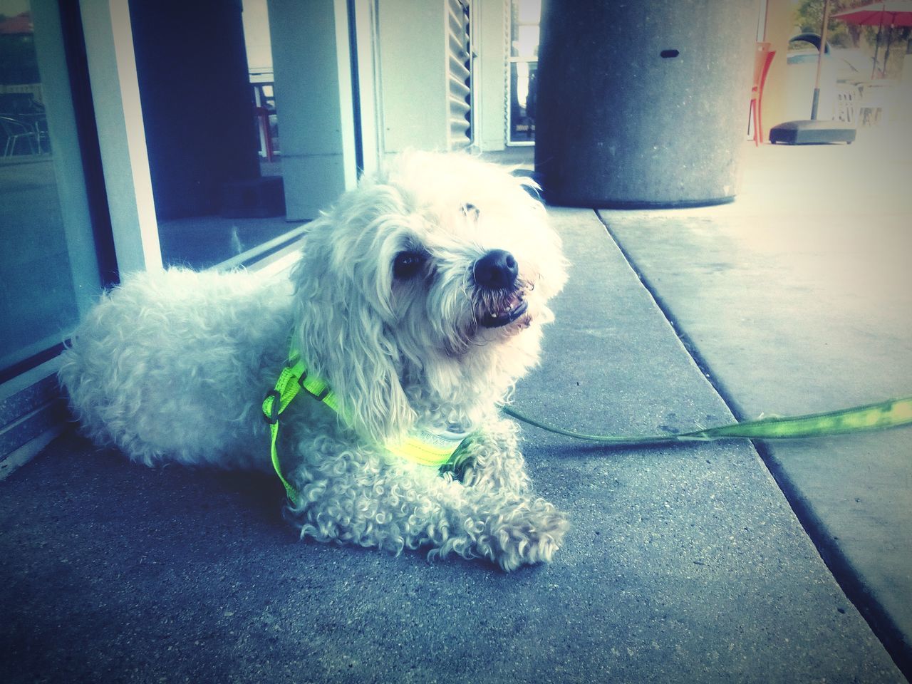 domestic animals, one animal, pet, canine, dog, animal themes, animal, mammal, blue, puppy, no people, carnivore, maltese, vignette, flooring, day, entrance, door, white, leash, lap dog, indoors, looking