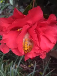 Close-up of pink flowers