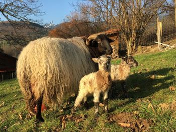 Sheep and lambs on grassy field during sunny day