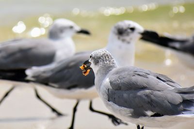 Close-up of seagull perching on a water