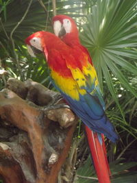 Close-up of parrot perching on tree