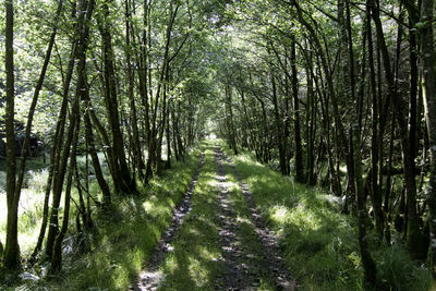 Trees in forest