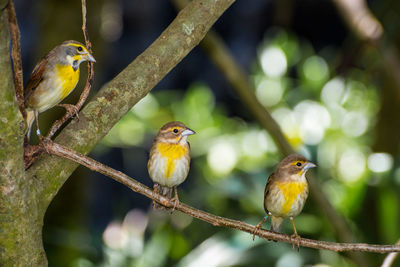 Close-up of birds perching on branch