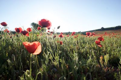 Close-up of poppy flowers growing on field