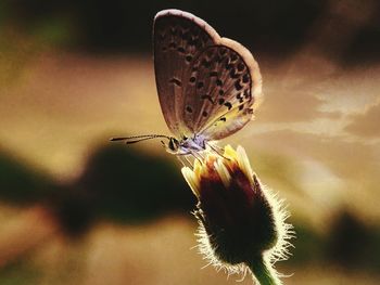 Close-up of butterfly perching on flower