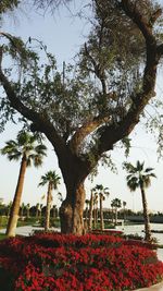 Low angle view of tree