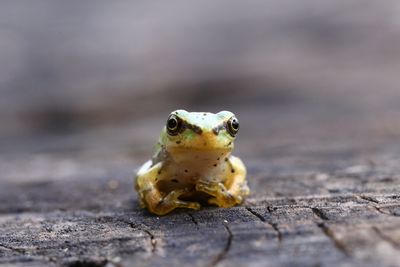 Close-up of frog on wood