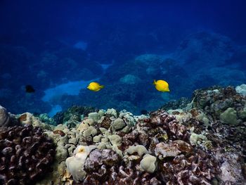Fish swimming in sea